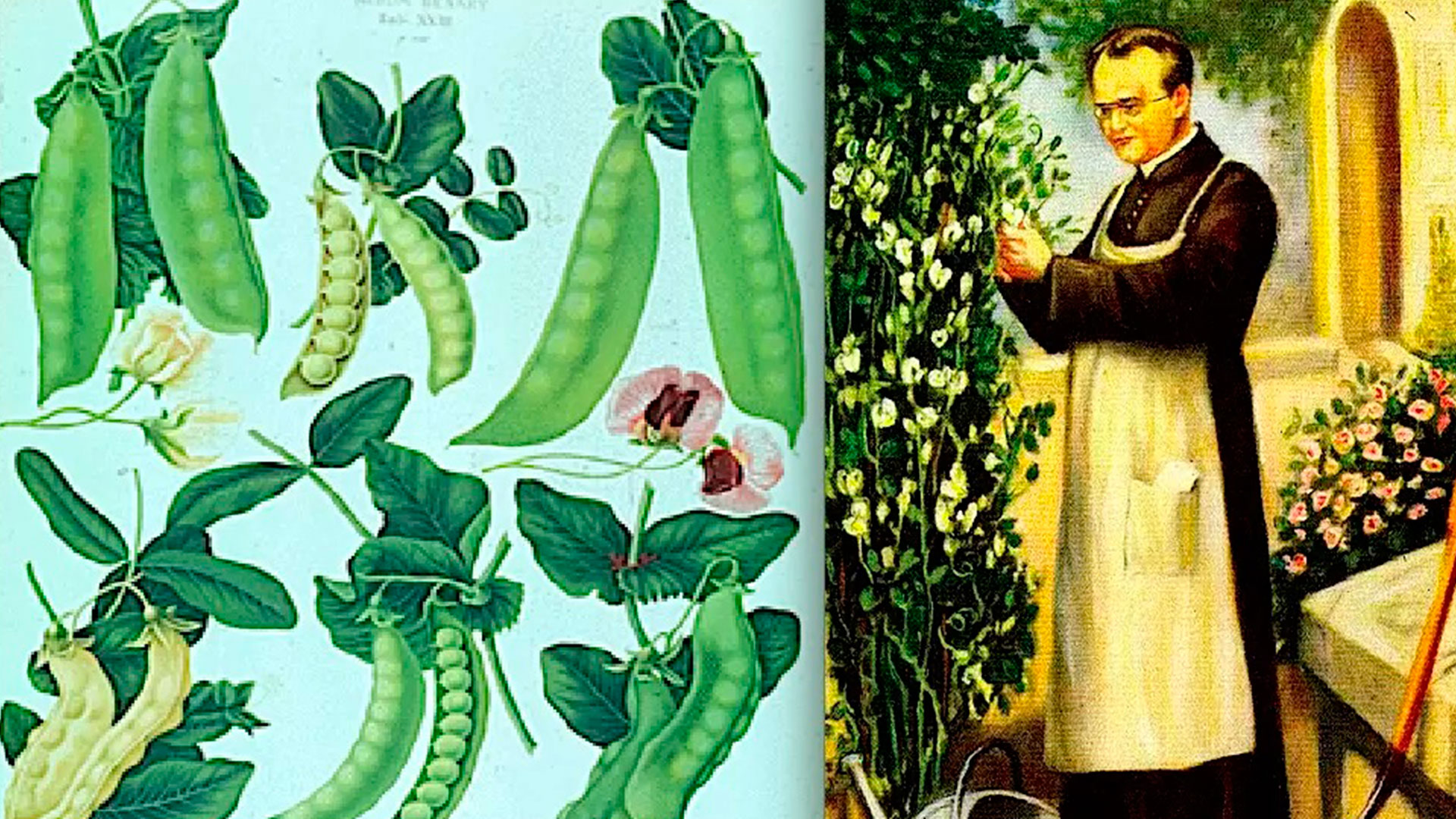 Centenario del nacimiento de Gregorio Mendel: Diálogo Fe y Ciencia